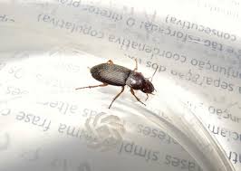 Attēlu rezultāti vaicājumam “Pseudoophonus rufipes”