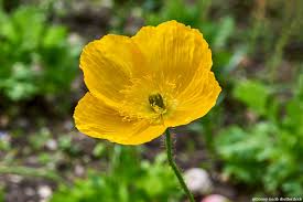 Image result for Scheinmohn