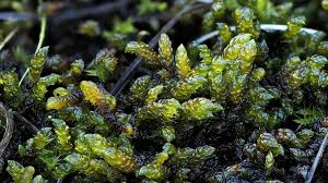 Attēlu rezultāti vaicājumam “Scorpidium scorpioides”