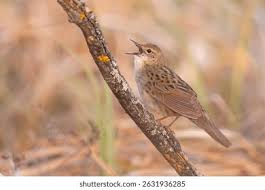 Image result for Locustella naevia