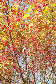 Attēlu rezultāti vaicājumam “Euonymus europaeus”