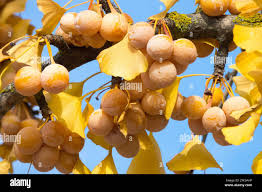 Attēlu rezultāti vaicājumam “Ginkgo biloba fruit”