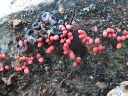 Attēlu rezultāti vaicājumam “Heterotrichia obvelata (syn. Arcyria obvelata) young”