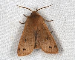 Attēlu rezultāti vaicājumam “Orthosia munda”