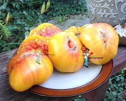 Afbeeldingsresultaat voor northern lights tomato