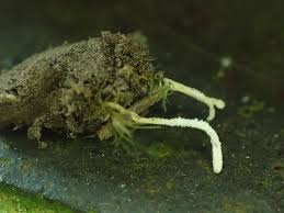 Attēlu rezultāti vaicājumam “Cordyceps farinosa”