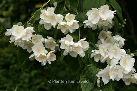 Attēlu rezultāti vaicājumam “Philadelphus coronarius”