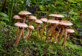 Attēlu rezultāti vaicājumam “Pholiota flammans”