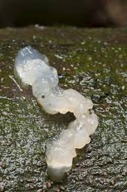 Attēlu rezultāti vaicājumam “Exidia thuretiana”