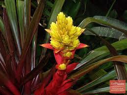 Картинки по запросу гусмания