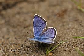 Attēlu rezultāti vaicājumam “Cyaniris semiargus”