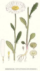 Image result for Chrysanthemum leucanthemum