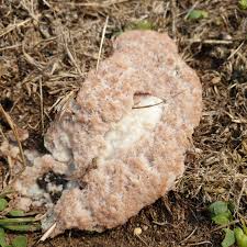 Attēlu rezultāti vaicājumam “Fuligo septica var. rosea”