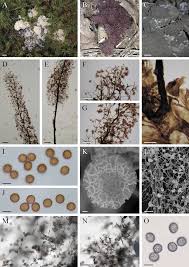 Attēlu rezultāti vaicājumam “Stemonitopsis aequalis (var. aequalis) spores”
