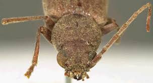 Attēlu rezultāti vaicājumam “Criocephalus rusticus”