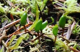 Attēlu rezultāti vaicājumam “Buxbaumia aphylla sporophyte”