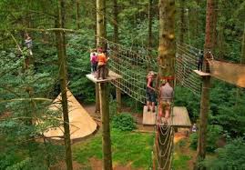 Image result for Go Ape! Grizedale