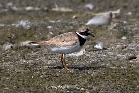Attēlu rezultāti vaicājumam “Charadrius hiaticula adult”