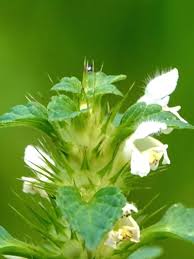 Attēlu rezultāti vaicājumam “Galeopsis tetrahit flower”
