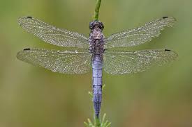 Attēlu rezultāti vaicājumam “Orthetrum cancellatum”
