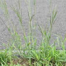 Attēlu rezultāti vaicājumam “Digitaria ischaemum leaf”