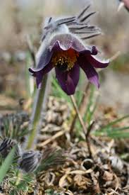 Attēlu rezultāti vaicājumam “Pulsatilla pratensis”