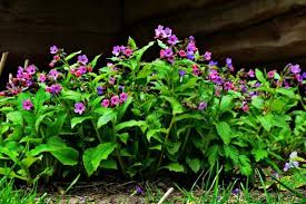 Image result for Pulmonaria officinalis