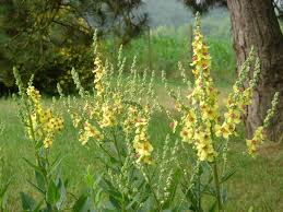 Attēlu rezultāti vaicājumam “Verbascum”