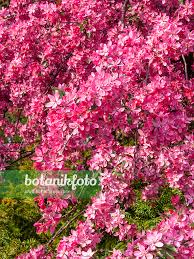 Attēlu rezultāti vaicājumam “Malus purpurea flower”