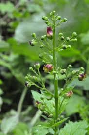 Attēlu rezultāti vaicājumam “Scrophularia umbrosa flower”