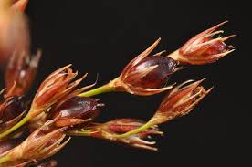 Attēlu rezultāti vaicājumam “Juncus inflexus bud”