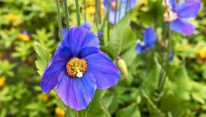 Image result for Scheinmohn