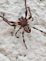 Attēlu rezultāti vaicājumam “Larinioides cornutus male”