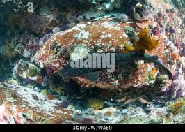 Image result for Poroderma pantherinum