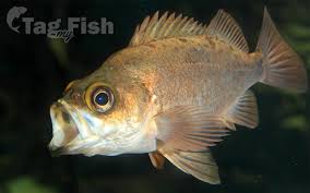 Image result for Sebastes fasciatus