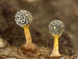 Attēlu rezultāti vaicājumam “Physarum, Nannengaella sp.”