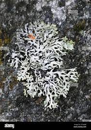 Attēlu rezultāti vaicājumam “Hypogymnia vittata”