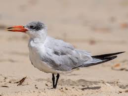 Attēlu rezultāti vaicājumam “Hydroprogne caspia”