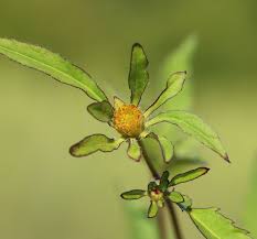 Attēlu rezultāti vaicājumam “Bidens frondosa fruit”