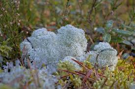 Attēlu rezultāti vaicājumam “Cladonia stellaris”