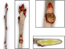 Attēlu rezultāti vaicājumam “Quercus rubra bud”