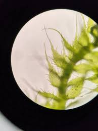 Attēlu rezultāti vaicājumam “Seligeria pusilla”