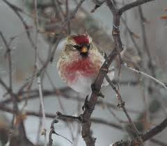Attēlu rezultāti vaicājumam “Carduelis flammea female”
