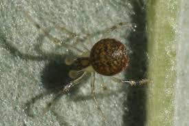 Attēlu rezultāti vaicājumam “Paidiscura pallens”