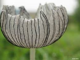 Attēlu rezultāti vaicājumam “Coprinus sp.”