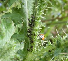 Attēlu rezultāti vaicājumam “Uroleucon cirsii”