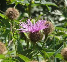 Attēlu rezultāti vaicājumam “Centaurea phrygia”