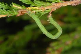 Attēlu rezultāti vaicājumam “Jodis putata”