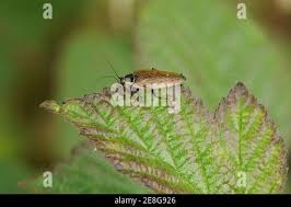 Attēlu rezultāti vaicājumam “Ectobius sylvestris female”