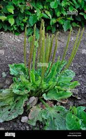 Attēlu rezultāti vaicājumam “Plantago major flower”